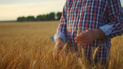 Senior-Adult-farmer-in-a-field-with-spikes-of-rye-and-wheat-touches-his-hands-and-looks-at-the-grains-in-slow-motion